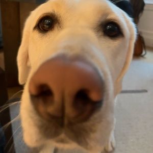 Meet your Posher, Mia